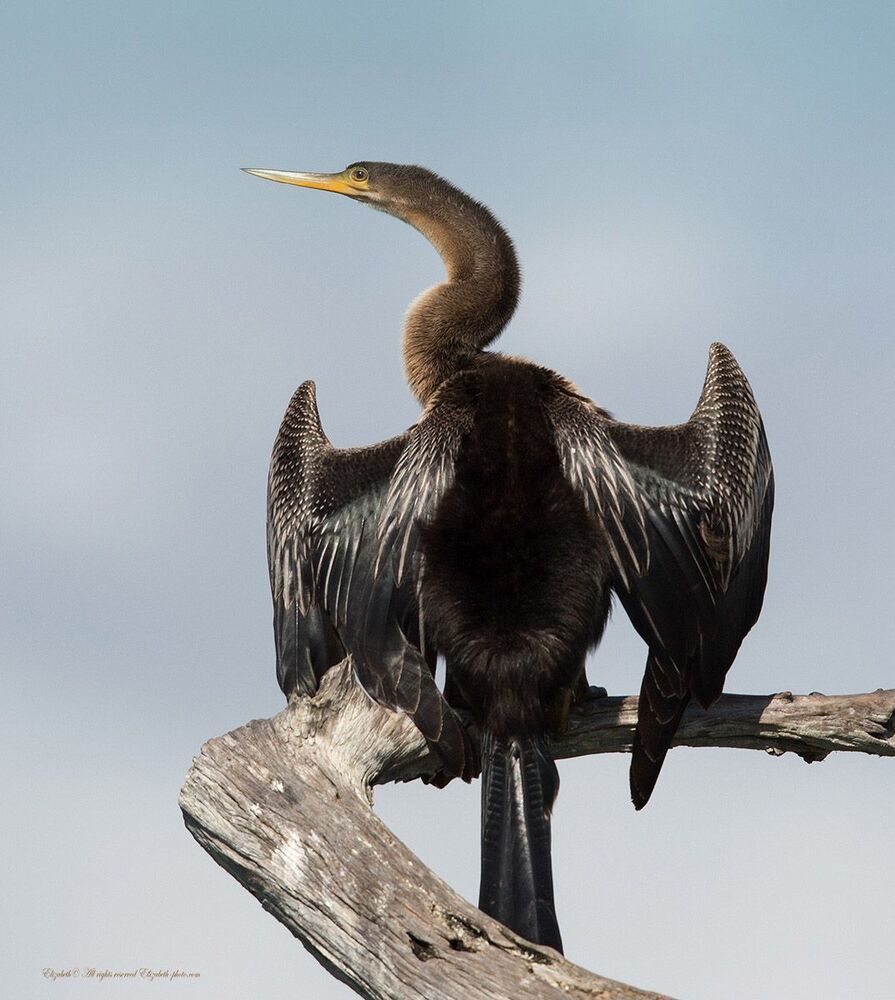 Американская змеешейка - Anhinga