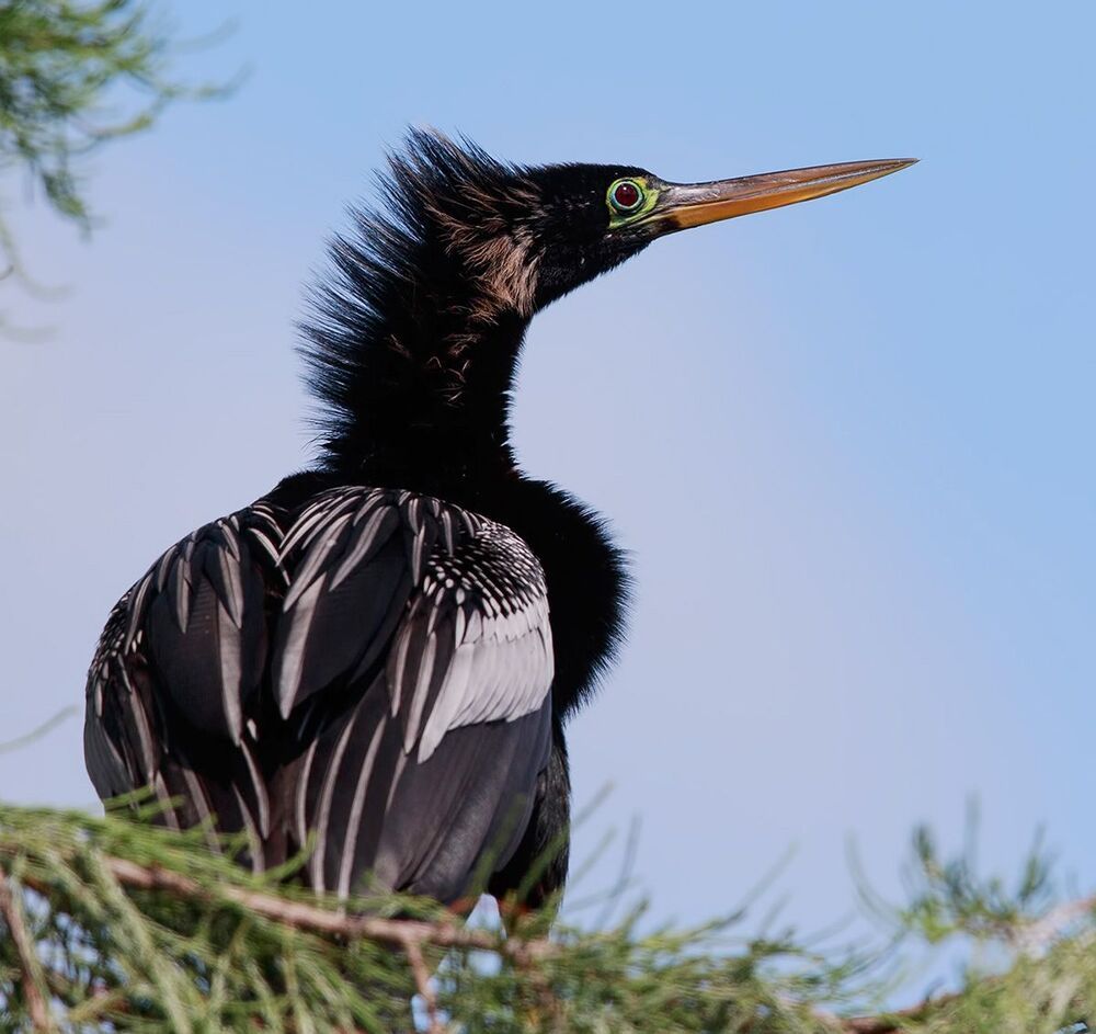 Американская змеешейка - Anhinga