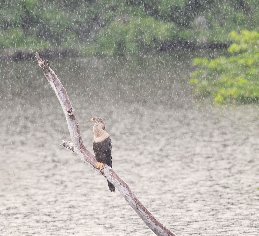Американская змеешейка - Anhinga