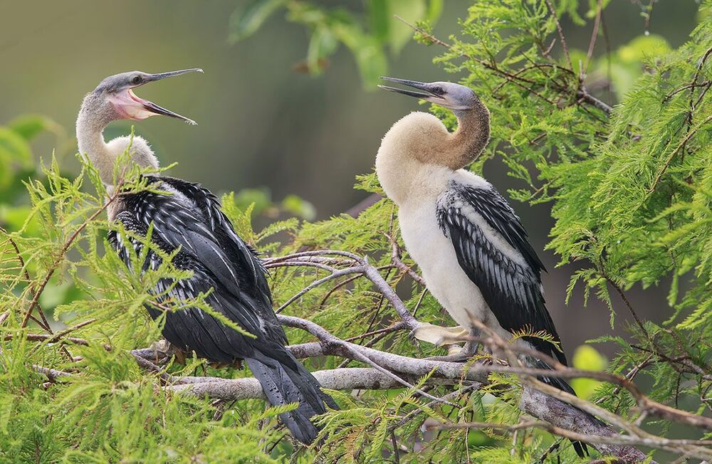 Американская змеешейка - Anhinga