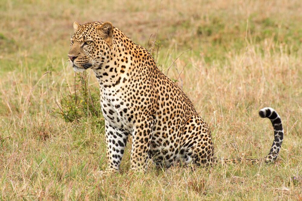 Леопард