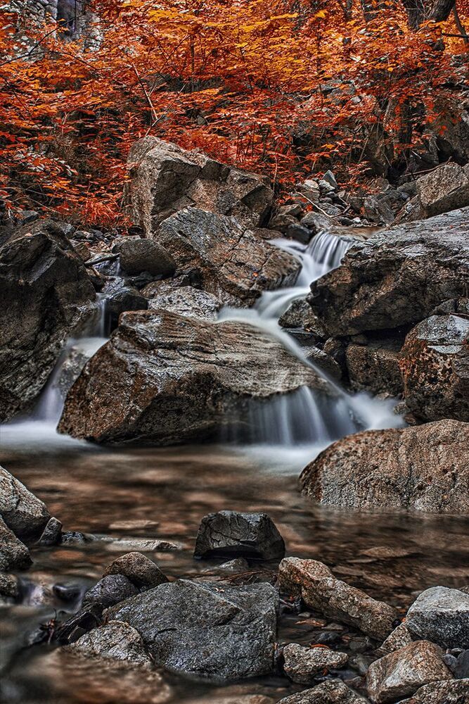 autumn forest