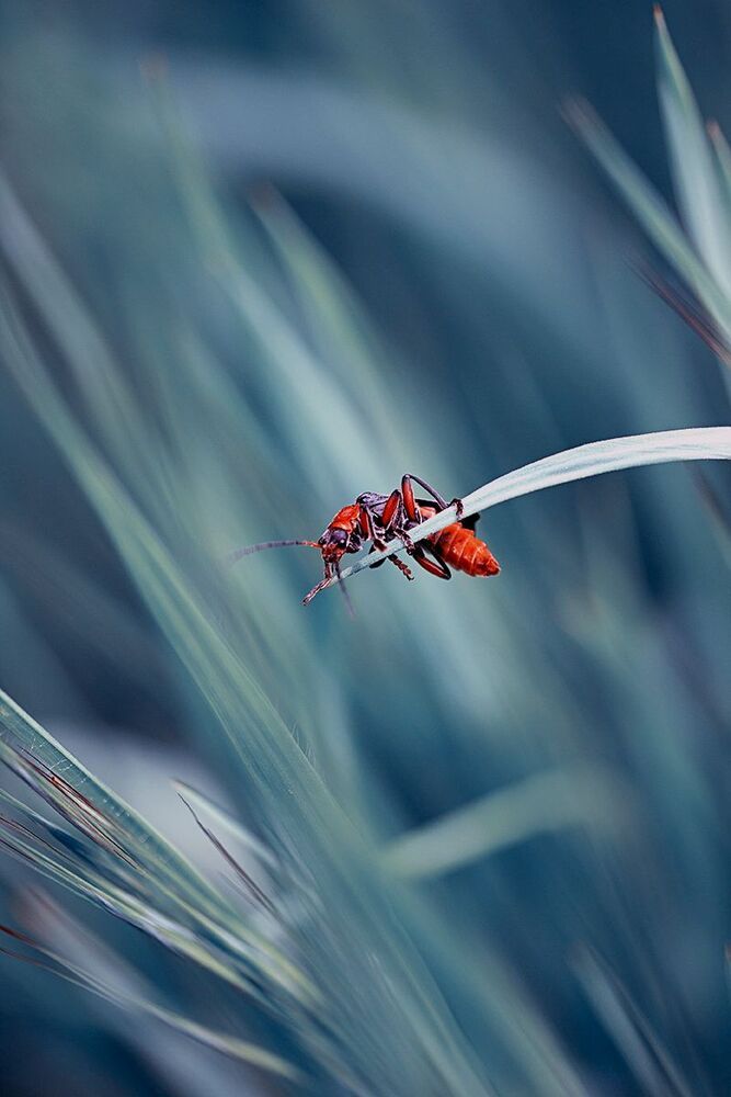 red..