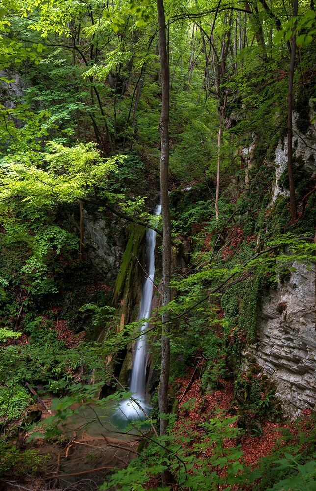 forest whisper