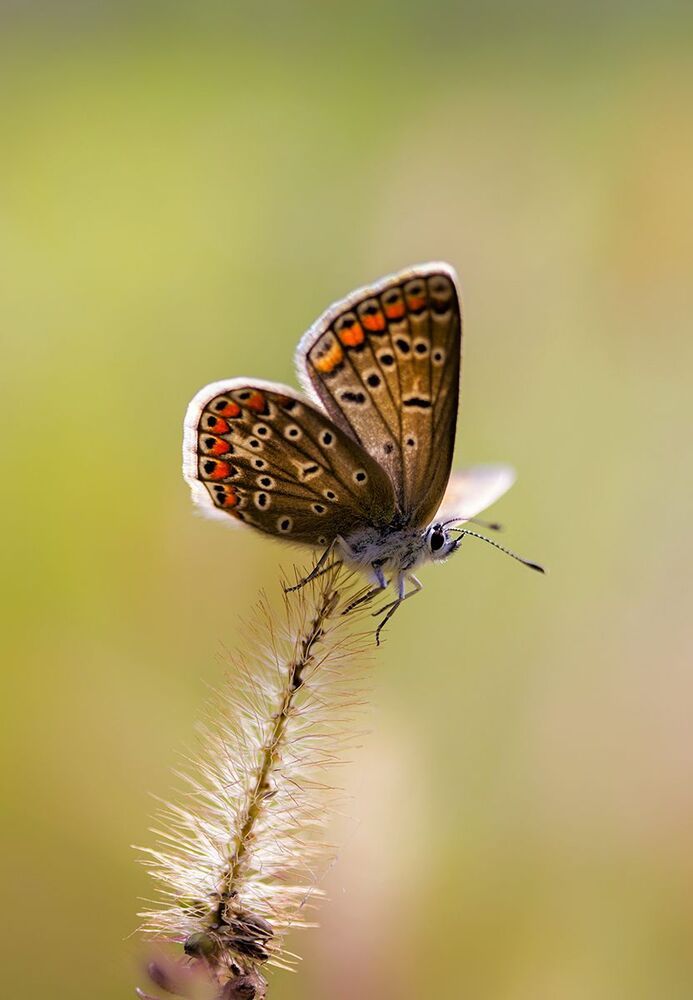 sunny butterfly