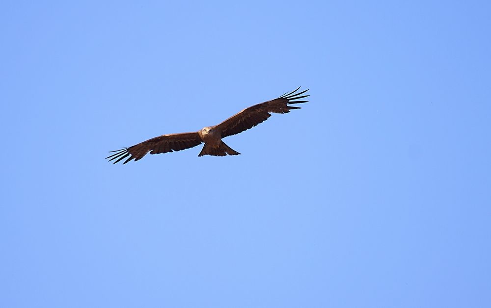 To the sky