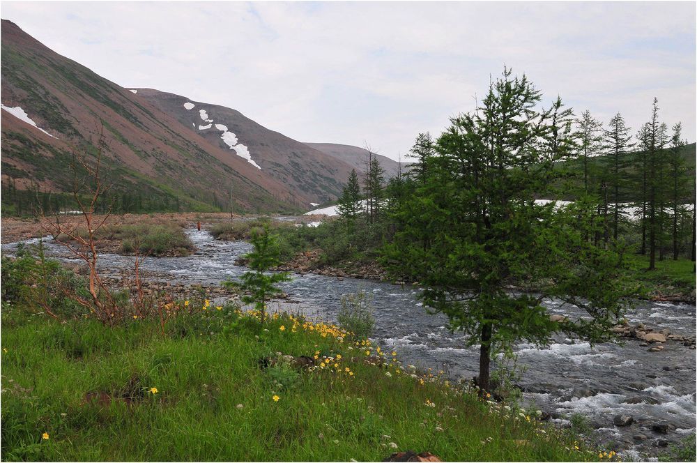 Ода цветам северным