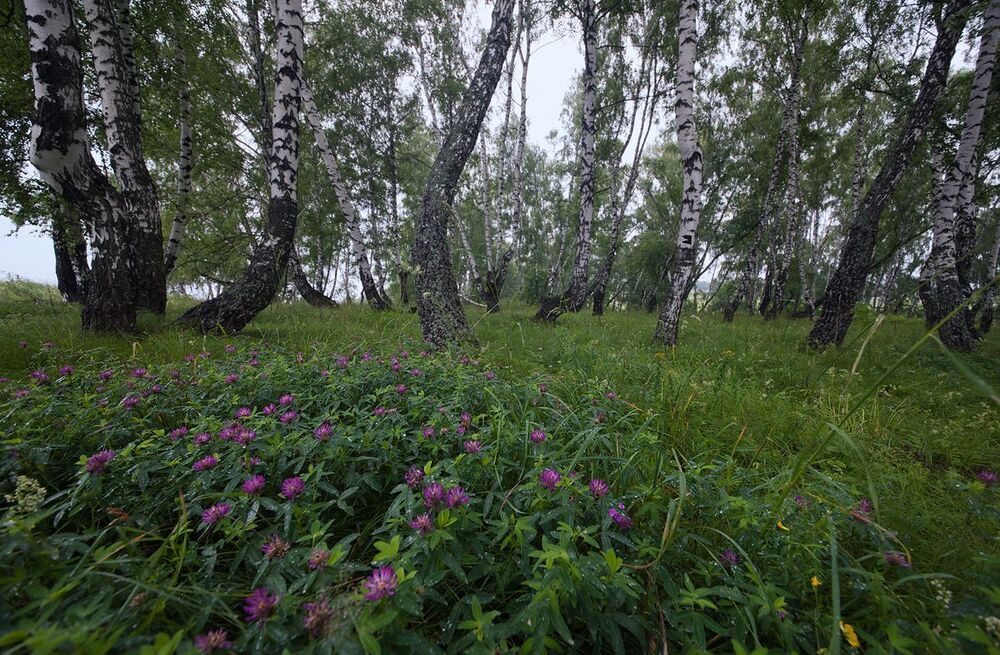 02 Берёзы в этой роще, правда, были очень выразительные