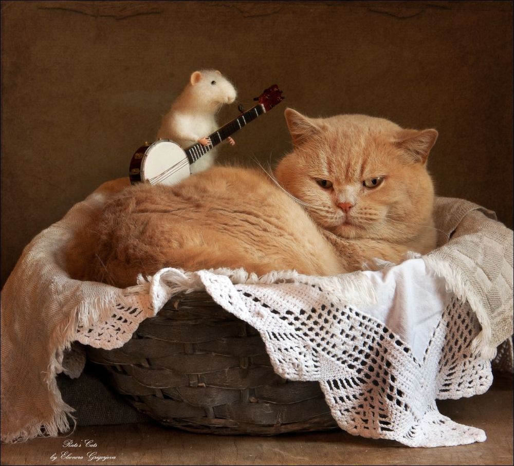 Колыбельная для Кота