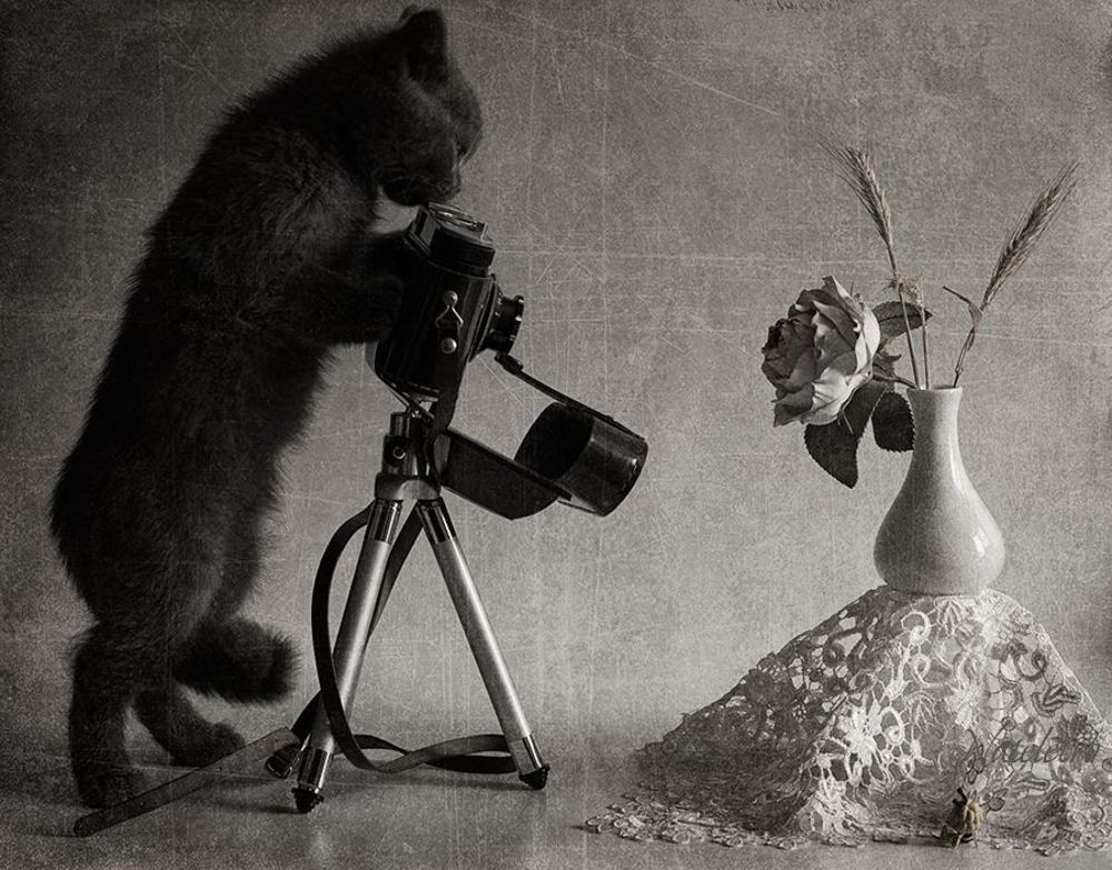 Ко Дню фотографа :)