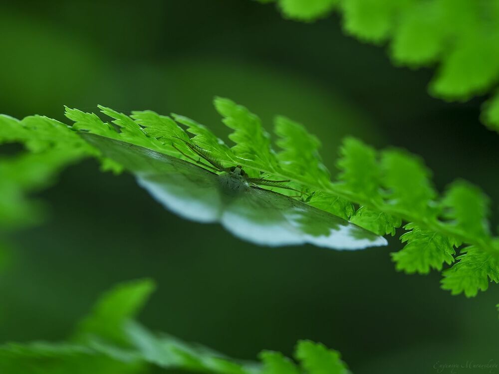 Природа в деталях - 3