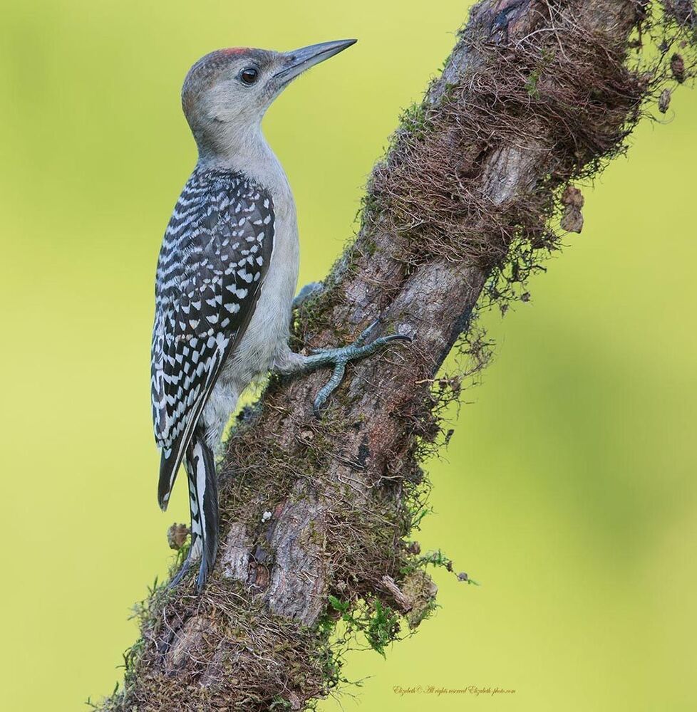 Дятлы (Каролинский меланерпес - Red-bellied Woodpecker) и ихние слетки