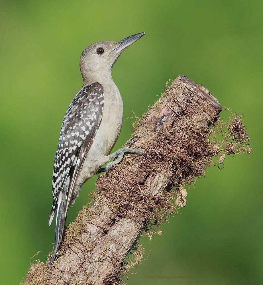 Дятлы (Каролинский меланерпес - Red-bellied Woodpecker) и ихние слетки