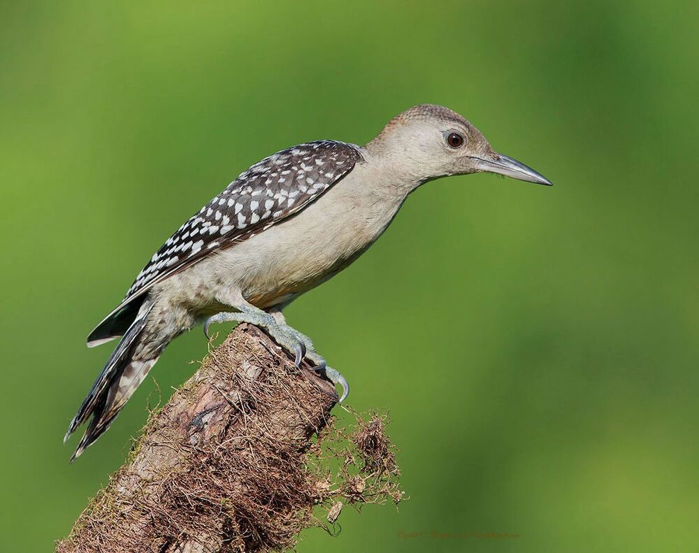 Дятлы (Каролинский меланерпес - Red-bellied Woodpecker) и ихние слетки