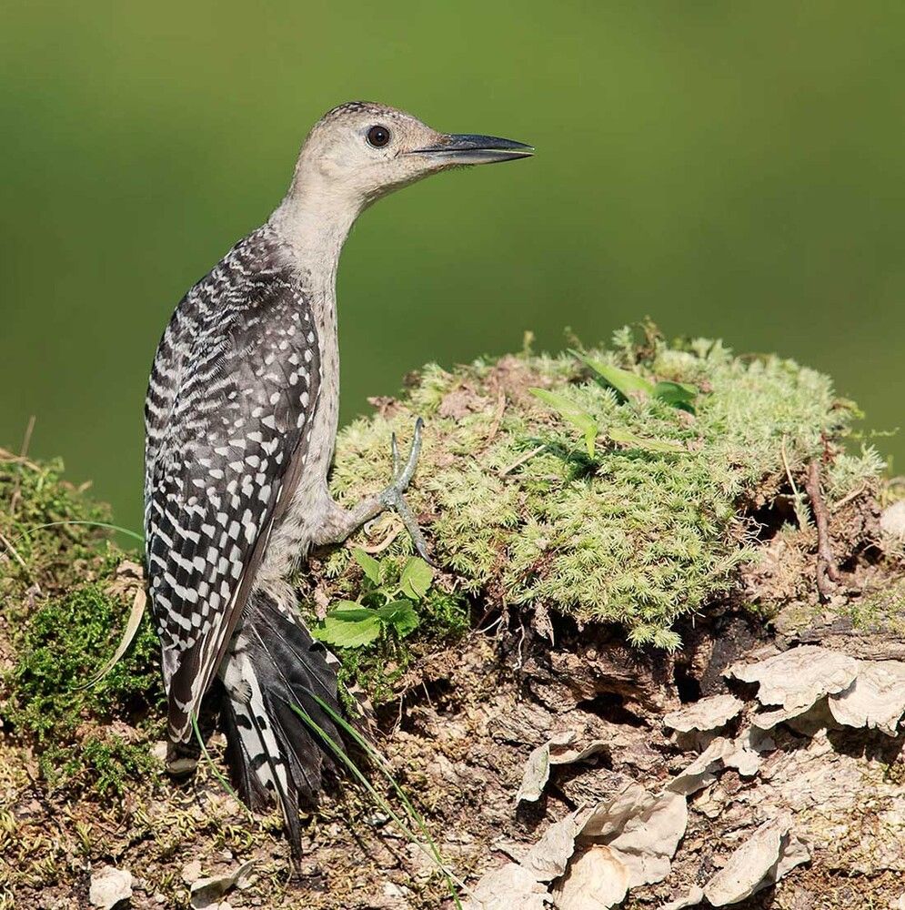 Дятлы (Каролинский меланерпес - Red-bellied Woodpecker) и ихние слетки