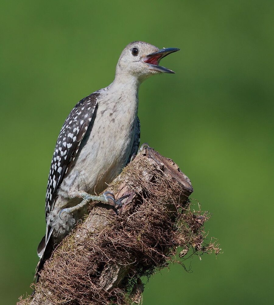 Дятлы (Каролинский меланерпес - Red-bellied Woodpecker) и ихние слетки