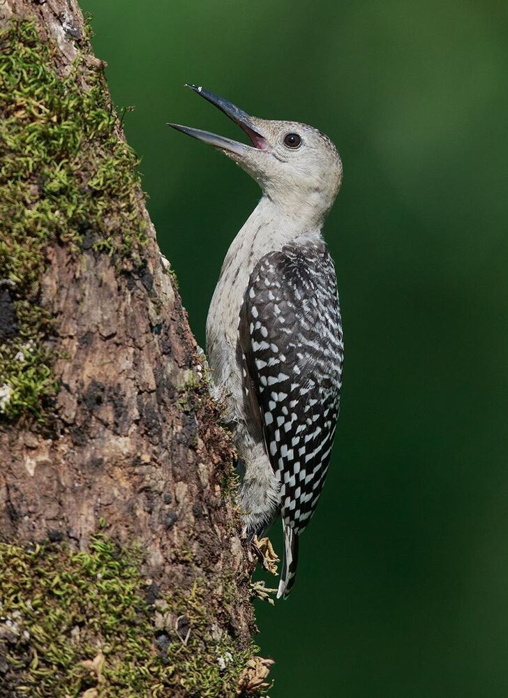 Дятлы (Каролинский меланерпес - Red-bellied Woodpecker) и ихние слетки
