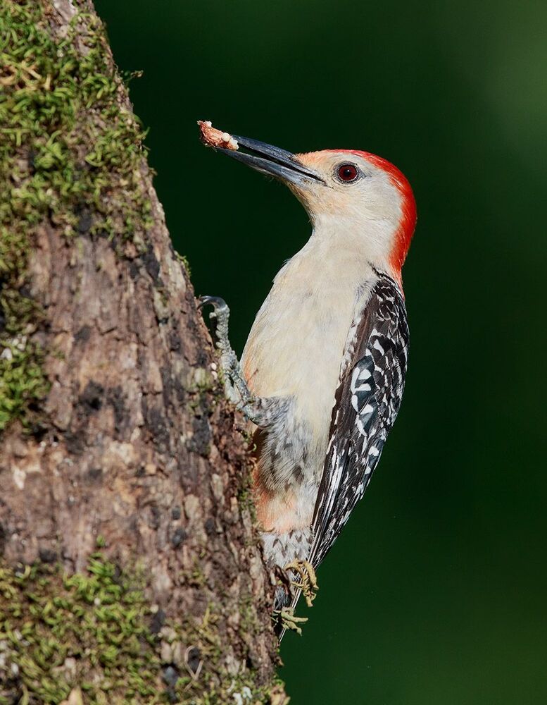 Дятлы (Каролинский меланерпес - Red-bellied Woodpecker) и ихние слетки