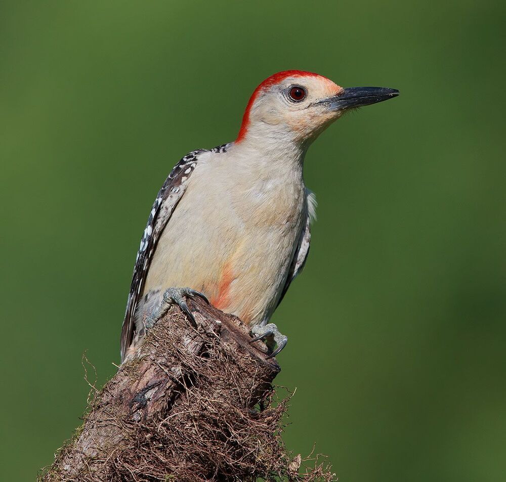 Каролинский меланерпес (Red-bellied Woodpecker) &mdash; небольшая птица отряда дятлообразных.
Имеет характерную окраску оперения &mdash; серо-белую грудку, красный верх головки, темную спинку и крылья с множественными светлыми полосками разной длины.
Питается как и другие дятлообразные насекомыми. 
Каролинский меланерпес достигает 24 см. в длину, при среднем весе в 75 г; самцы обычно на 10 % тяжелее самок.