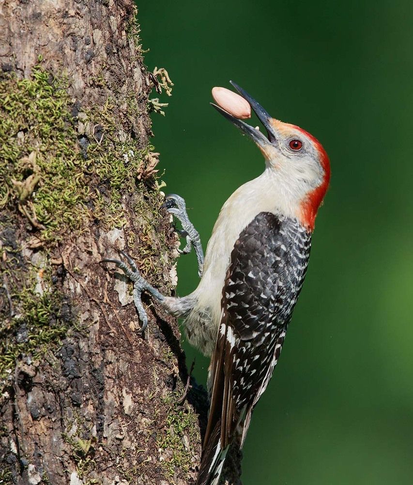 Дятлы (Каролинский меланерпес - Red-bellied Woodpecker) и ихние слетки
