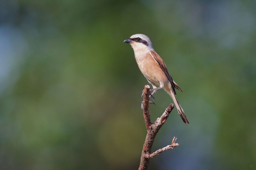 Red-backed shrike