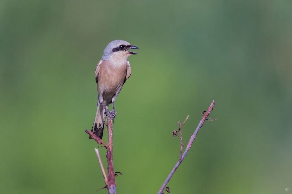 Red-backed shrike