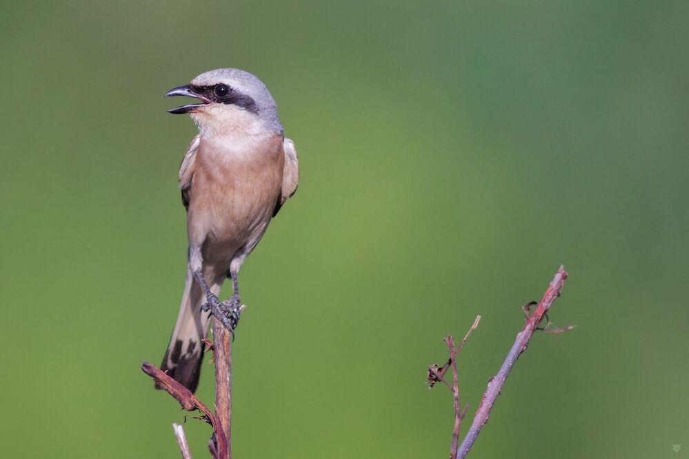 Red-backed shrike