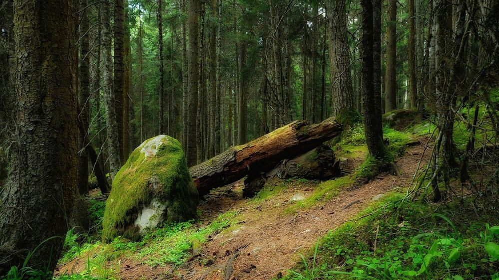 Прогулки в зеленых тонах...