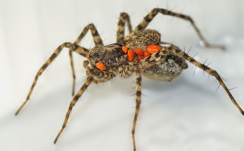 клещи Erythraeidae (?) паразитирующие на пауке