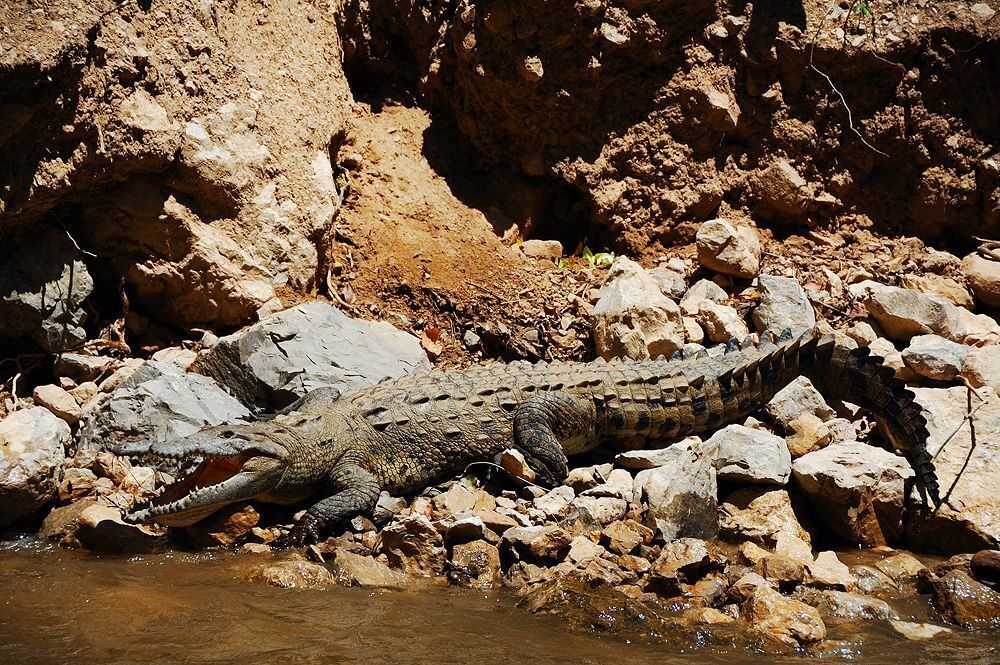 Crocodylus acutus (Крокодил острорылый)