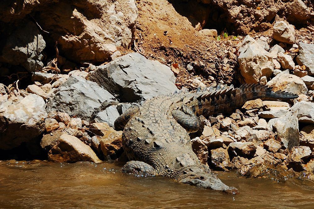 Crocodylus acutus (Крокодил острорылый)