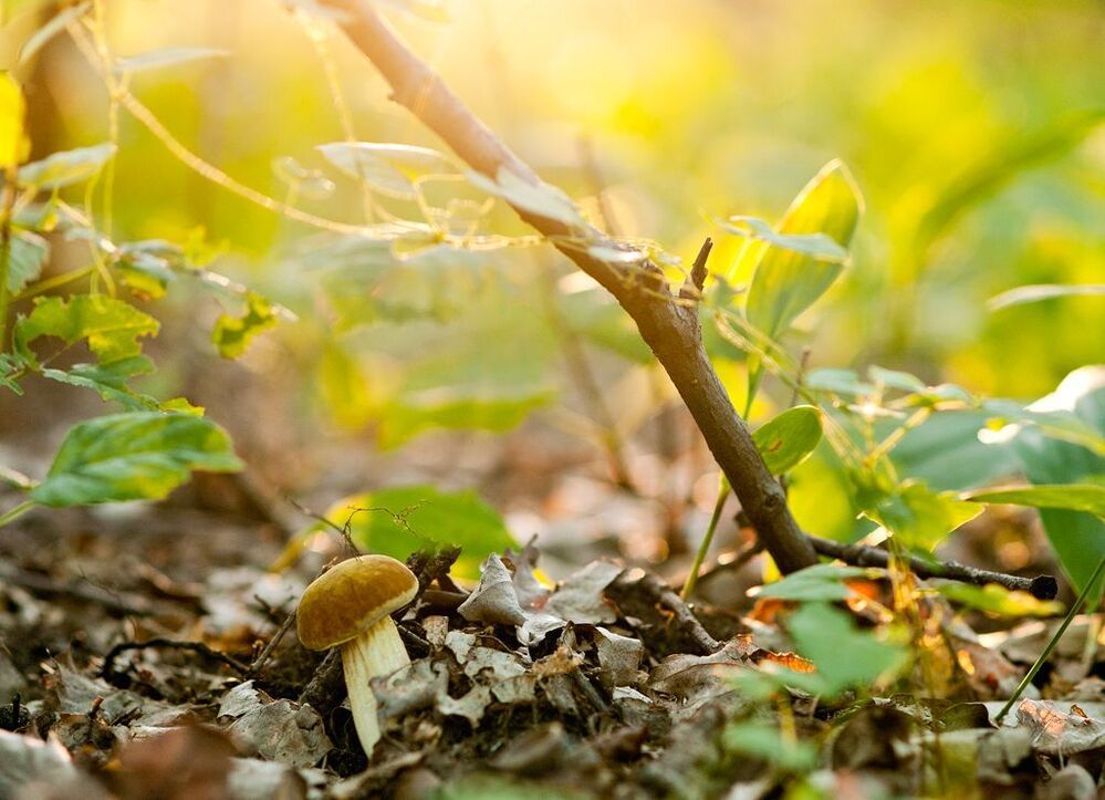 Photo 73332