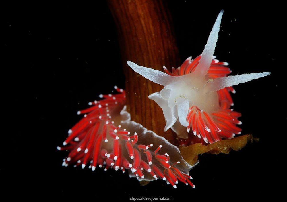 Japan sea. Rudnaya bay. Flabellina nobilis.