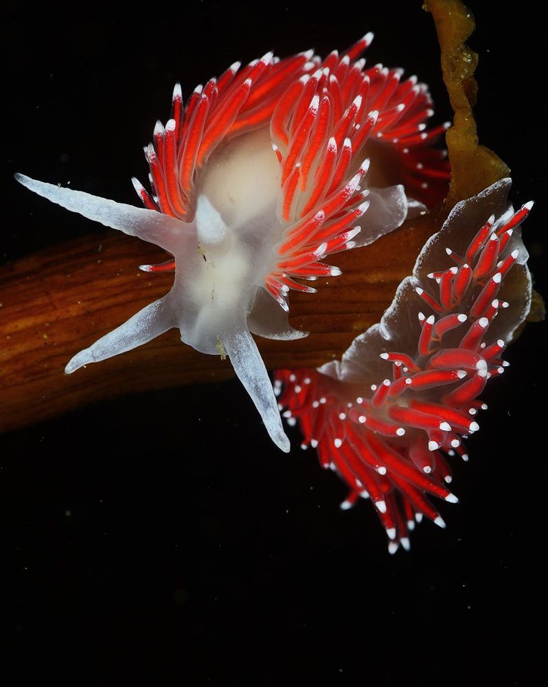 Japan sea. Rudnaya bay. Flabellina nobilis.