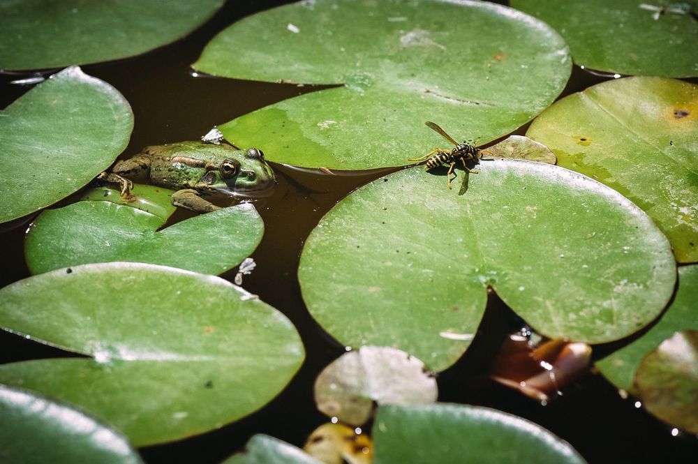 Frog