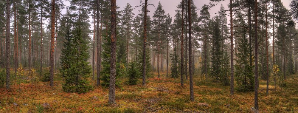 Осень 2014 г.  Панорамы 