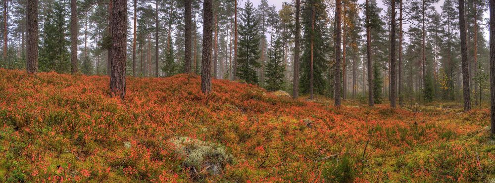 Осень 2014 г.  Панорамы 