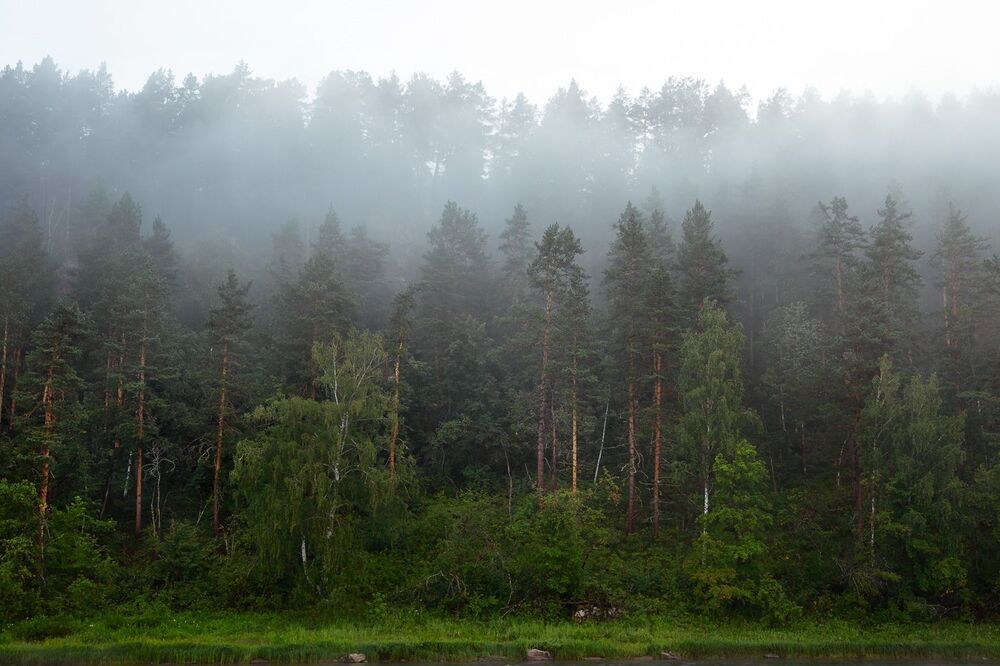 Сказочный лес