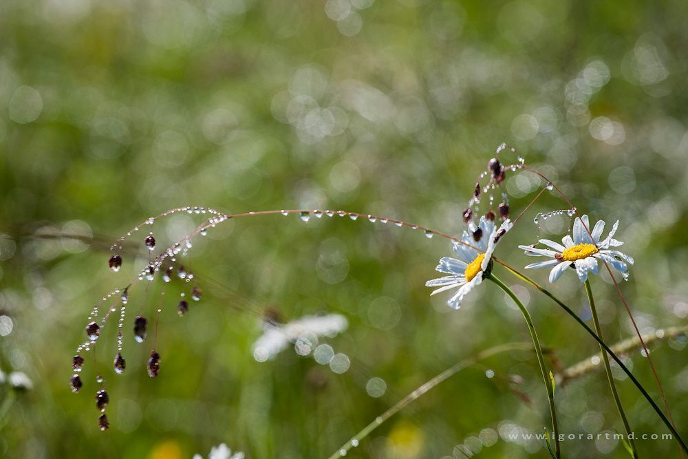 Drops