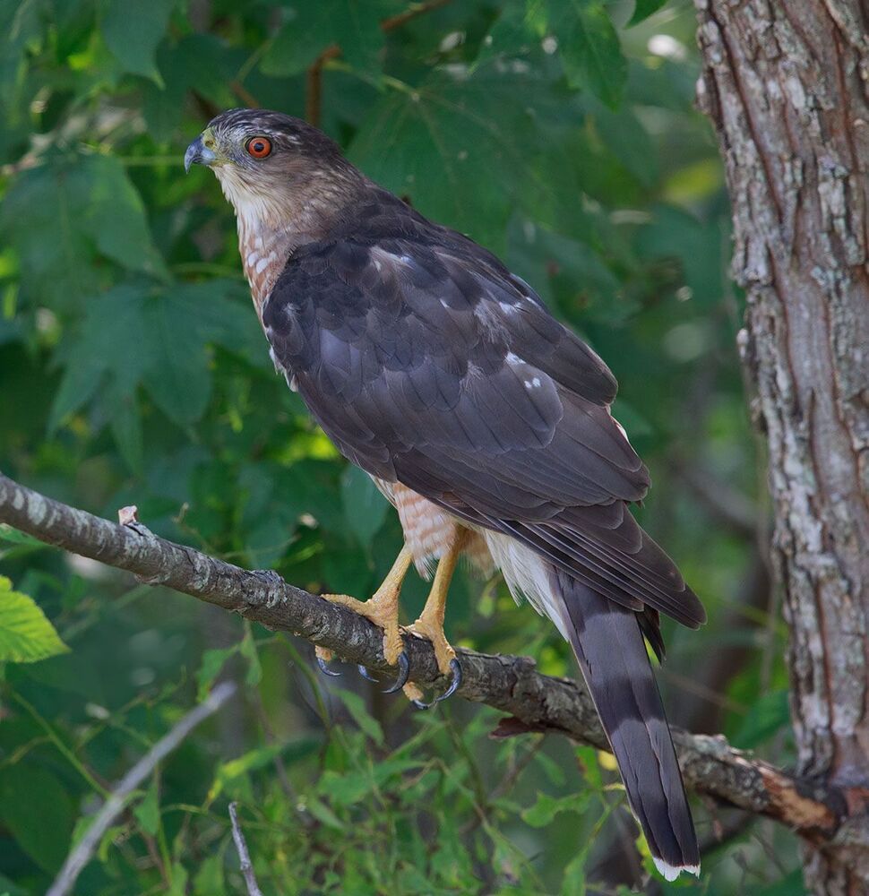 Полосатый ястреб - Sharp-shinned hawk