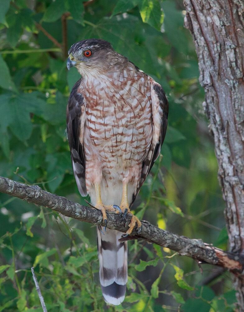 Полосатый ястреб - Sharp-shinned hawk