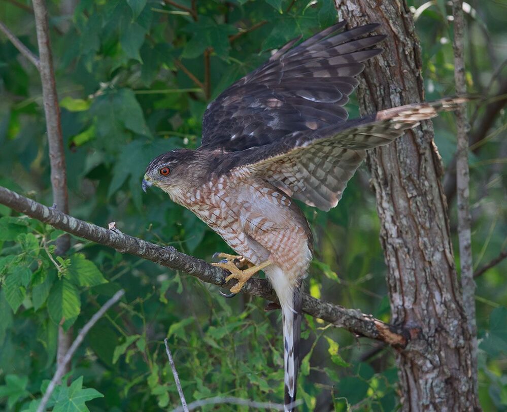Полосатый ястреб - Sharp-shinned hawk
