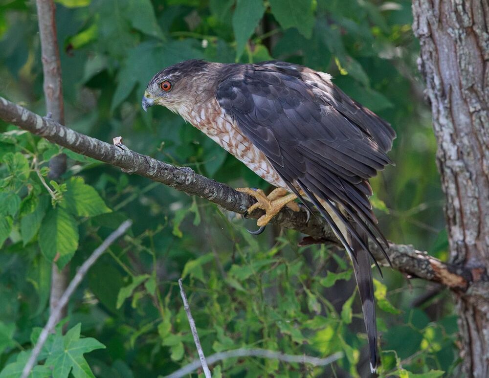 Полосатый ястреб - Sharp-shinned hawk