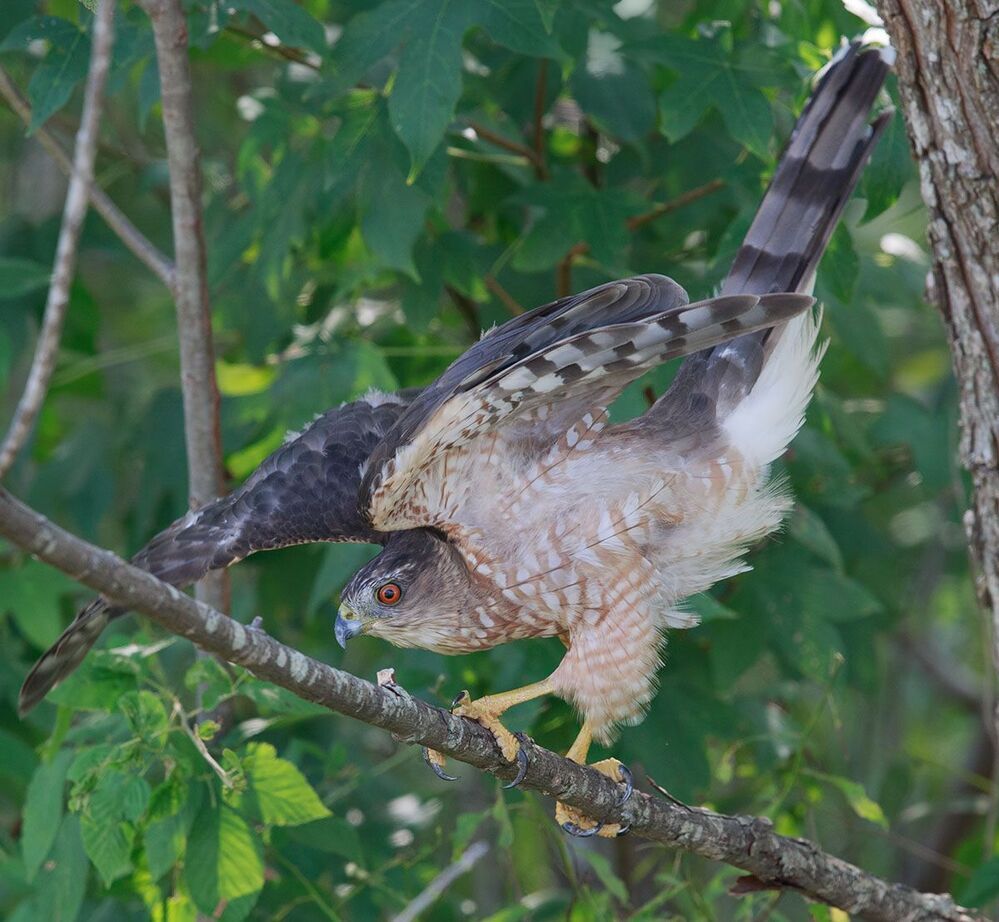 Полосатый ястреб - Sharp-shinned hawk