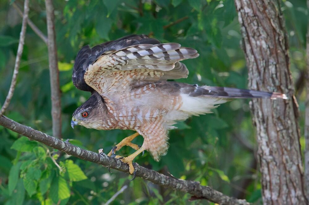 Полосатый ястреб - Sharp-shinned hawk