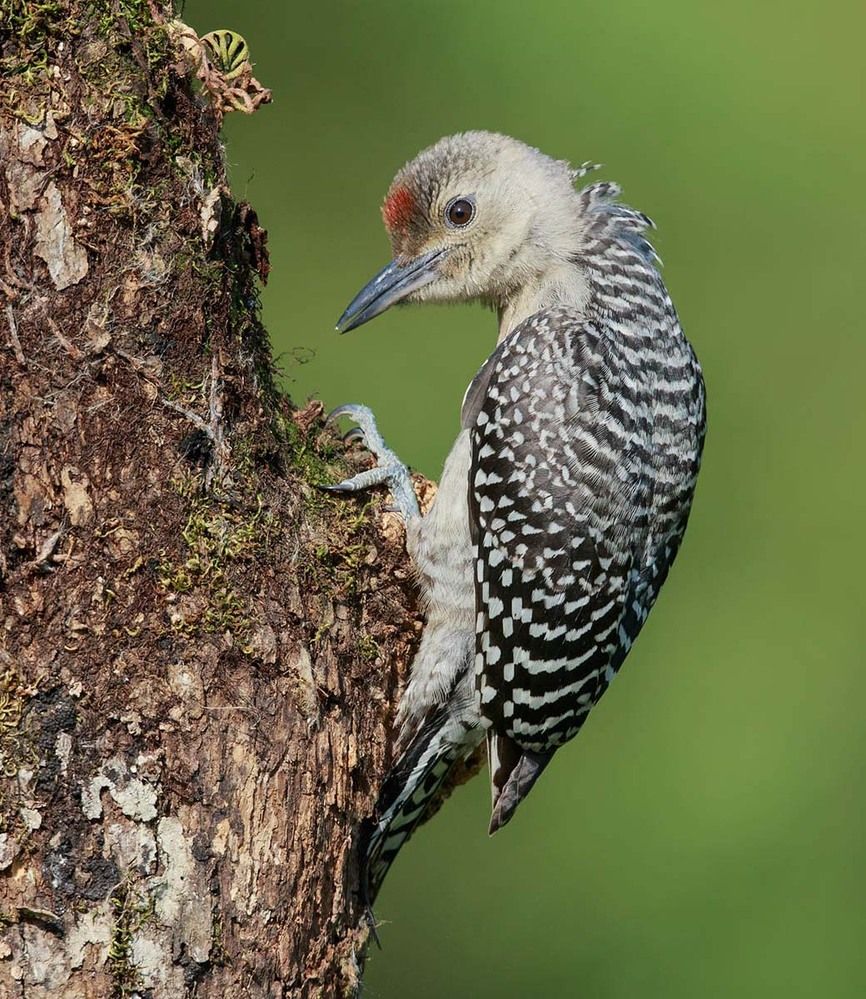 Дятлы молодняк - (Каролинский меланерпес - Red-bellied Woodpecker)