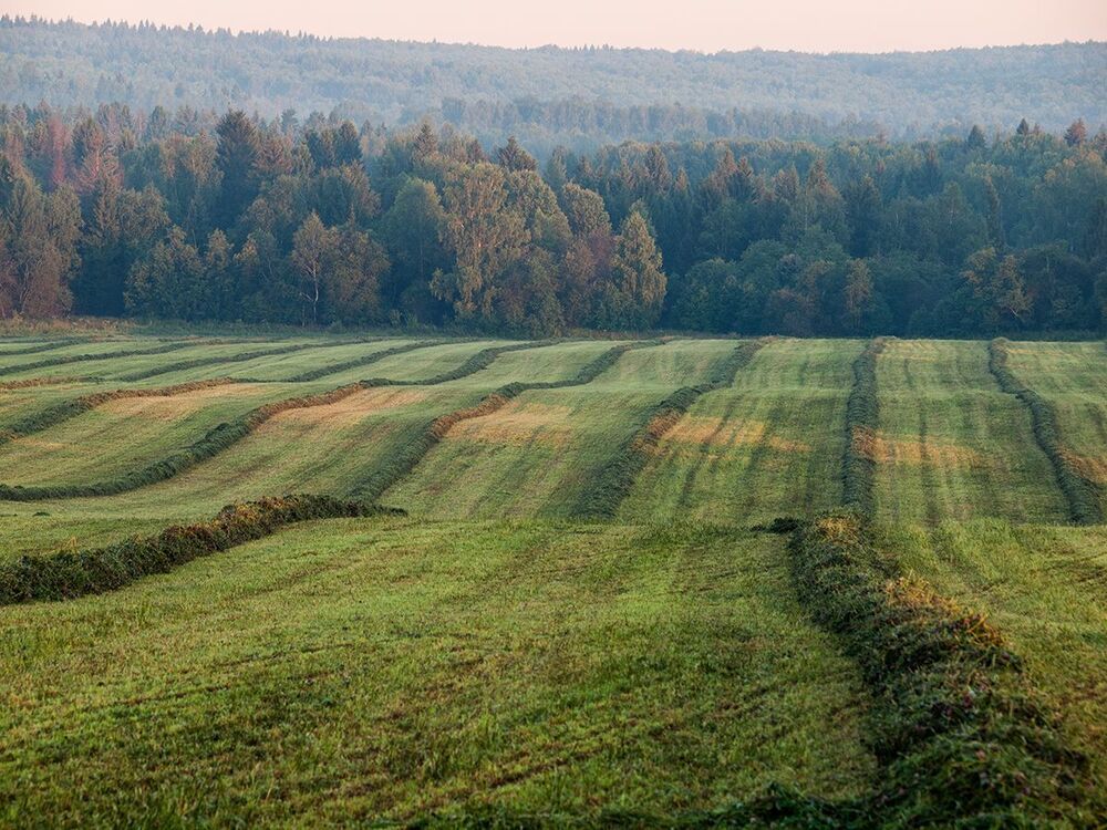 Утро в подмосковных полях.