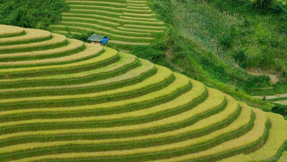Dong Bui