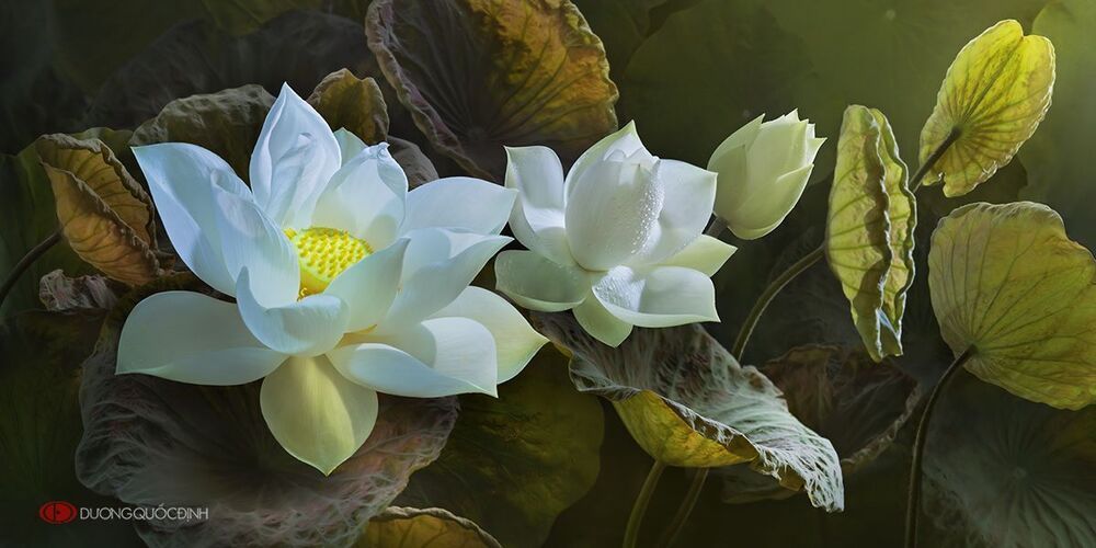 lotus