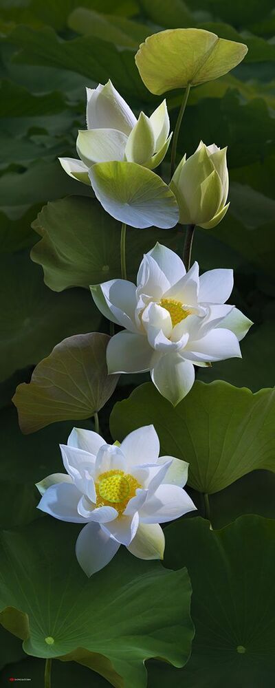 lotus